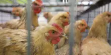 Dall'Ue 73 milioni all'Italia per gli allevatori colpiti da aviaria e peste suina