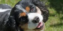 I cani imparano a distinguere le parole come gli umani   VIDEO