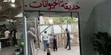 Gaza, allo zoo la nuova attrazione &egrave; una "finta zebra"
