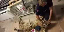 Pelle con testa di tigre lasciata in uno scatolone davanti a un museo a Camerino