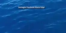 Grande squalo Mako catturato davanti al porto di Livorno, poi si libera spezzando la lenza