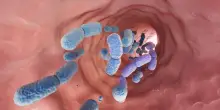 Lo zucchero aggrava i danni degli antibiotici alla salute intestinale
