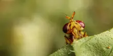 Prolungata del 25% la vita di animali, la chiave in un enzima