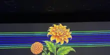 'Viva la vida', a Cosenza mostra immersiva dedicata a Frida Kahlo