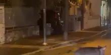 La Polizia provinciale di Verona cattura 18 cinghiali sul lago di Garda