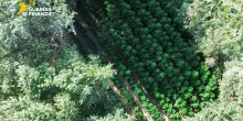 Una piantagione di cannabis da 400 metri quadrati sequestrata nel Foggiano