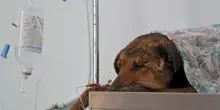 Ceneri di Fido nella tomba del padrone