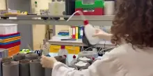 Zanzara tigre, dalle pupe ai 'pasti di sangue' ai raggi X. Il videoreportage dai laboratori del Caa di Crevalcore (Bologna)