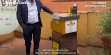 Le api prendono 'casa' a Palazzo D'Accursio: il video
