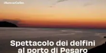 Spettacolo dei delfini al porto di Pesaro