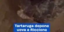 Tartaruga depone uova a Riccione: il video