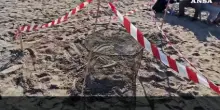 Storica deposizione di uova di tartaruga marina a Riccione