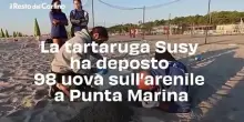 La tartaruga Susy ha deposto 98 uova sull'arenile a Punta Marina: il video
