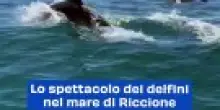 Lo spettacolo dei delfini nel mare di Riccione