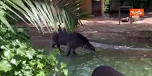 Ghiaccioli di frutta per gli animali del Bioparco di Roma contro il caldo, ecco tapiri e capibara
