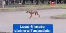 Lupo filmato vicino all'ospedale di Ravenna: video