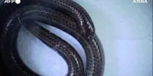 Barbados, riscoperto il serpente piu' piccolo del mondo