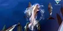 Avvistati 70 delfini con cuccioli nel Golfo dell'Asinara