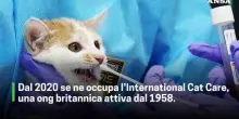 Oggi e' la giornata internazionale del gatto
