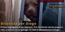 "Il cane Diego segregato sul balcone": il video choc
