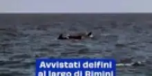 Avvistati delfini al largo di Rimini: il video