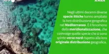 Ansa VERIFIED - Le nuove specie di pesci sempre piu' presenti nei nostri mari sono una spia del cambiamento climatico?