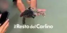 Piccola tartaruga salvata dai turisti sulla spiaggia di Fano: il video