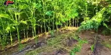 Scoperta dai Carabinieri una maxi piantagione di marijuana nella Locride
