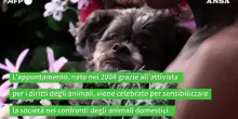 Il 26 agosto la giornata mondiale del cane