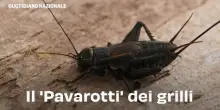 Il 'Pavarotti' dei grilli