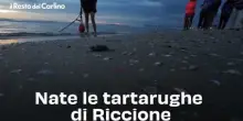 Nate le tartarughe di Riccione: il video