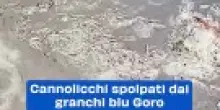 Cannolicchi spolpati dai granchi blu Goro. Il video