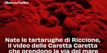 Nate le tartarughe di Riccione, il video delle Caretta Caretta che prendono la via del mare