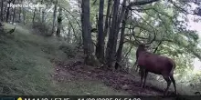 Il video del cervo che bramisce nel Parco Nazionale Foreste Casentinesi