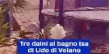 Tre daini al bagno Isa di Lido di Volano, video