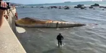 Livorno, rimossa la carcassa di balena sotto la Terrazza Mascagni