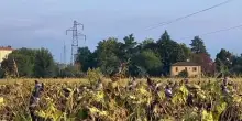 La 'danza' degli uccelli sui girasoli