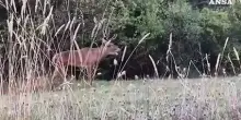 Abruzzo, cominciata la stagione degli amori dei cervi