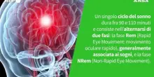 Ansa VERIFIED - E' vero che si sogna solo durante il sonno Rem?