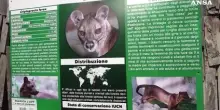 Allo zoo di Napoli nati quattro cuccioli di Fossa, i primi in Italia