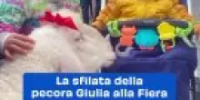 La sfilata della pecora Giulia alla Fiera di Rovigo emoziona tutti: video