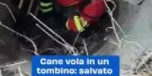 Cane vola in un tombino: salvato dai vigili del fuoco