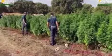 Piantagione con 4.600 alberi di marijuana scoperta nel Sassarese