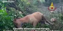 Cavallo bloccato nel fango, il video del salvataggio dei vigili del fuoco