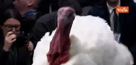 Il tacchino Waddle tra i cronisti alla Casa Bianca in posa per le foto prima della grazia di Trump