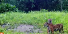 Un cucciolo di tigre porta speranza alle foreste della Thailandia