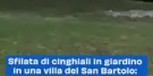 Sfilata di cinghiali in giardino in una villa del San Bartolo: video