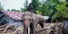 Indonesia, elefanti come 'gru' rimuovono i detriti dopo le inondazioni