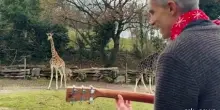 Giraffe, lemuri e Alpaca: il concerto di Natale privato al bioparco