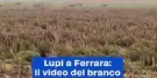 Lupi a Ferrara: il video del branco